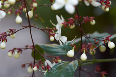 Close-up of berries on plant