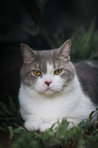 Close-up portrait of cat