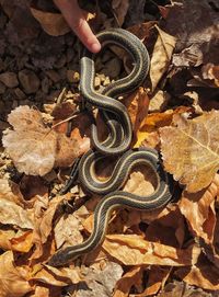 Cropped image of person touching snake on dry leaves in forest