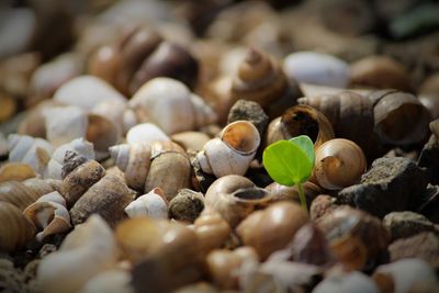 Close-up of pebbles