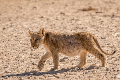 Lion cub in a sand