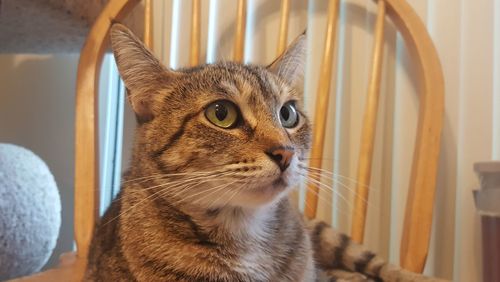 Close-up of a cat looking away at home