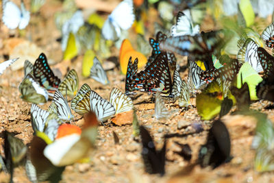 Close-up of butterfly on flower field