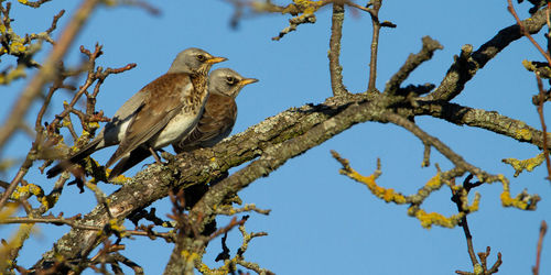 Low angle view of field fare perching on tree against sky