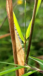 plant
