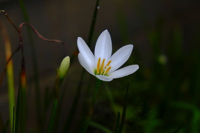 Close-up of white crocus flower