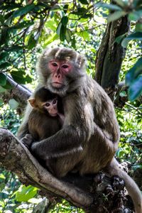 Low angle view of monkey sitting on branch