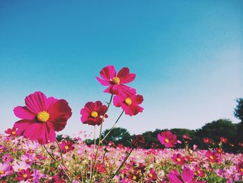 Close-up of pink flowers blooming against clear sky