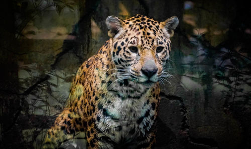 Tiger looking away