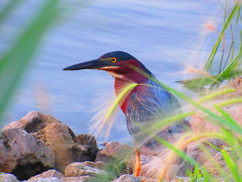 Bird perching on a rock