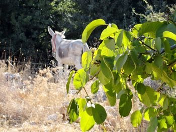 Close-up of horse on plants