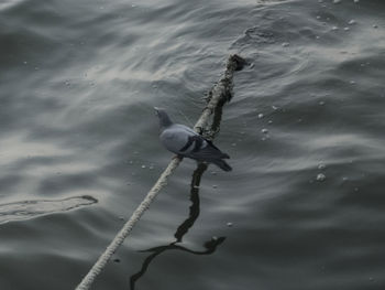 High angle view of bird swimming on lake