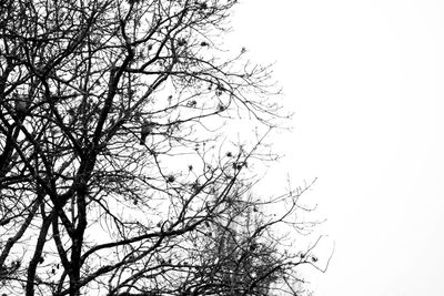 Low angle view of bare tree against clear sky