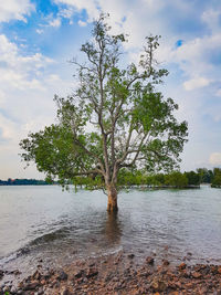 Tree by river against sky