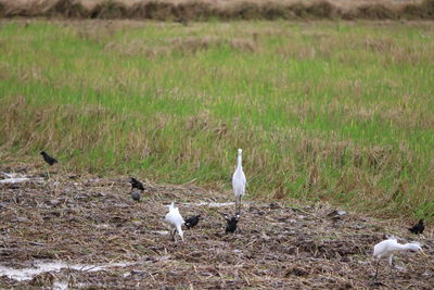 Birds perching on a field