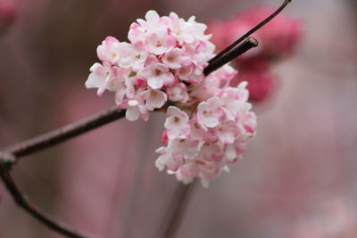 Close-up of pink flowers on tree