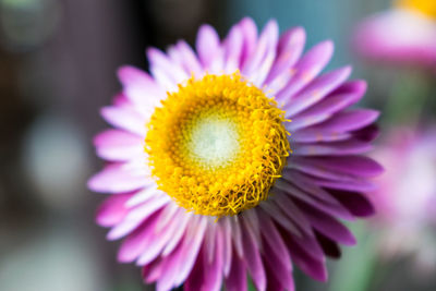 Close-up of pink flower