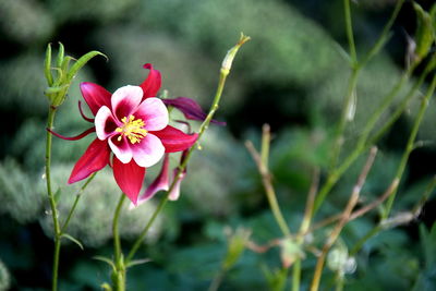 Close-up of pink flowering plant