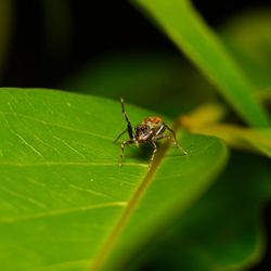 Close-up of insect on leaf