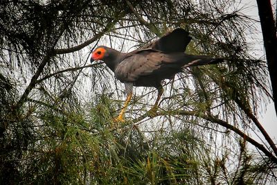 Low angle view of bird perching on tree