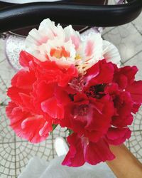 Close-up of red flowers