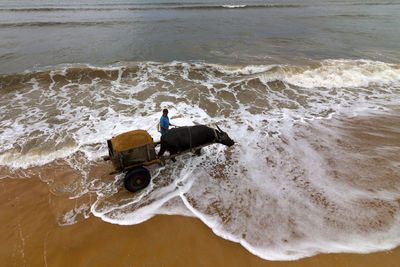 High angle view of man carrying sand on ox cart at beach