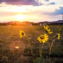 Yellow flowering plants on field against sky during sunset