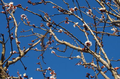 Low angle view of flowering tree against clear blue sky