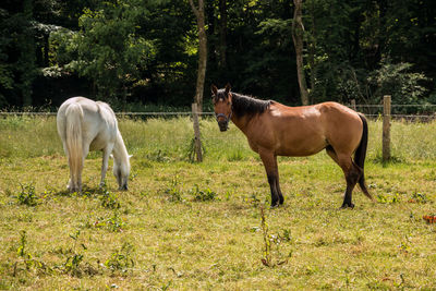 Horses in the field