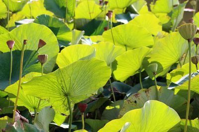 Close-up of water lily leaves