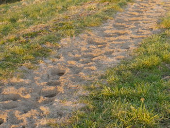 High angle view of grass growing on land