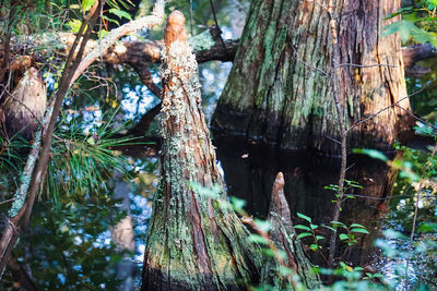 Close-up of trees growing in forest