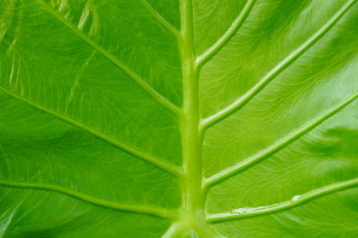 Full frame shot of green leaf