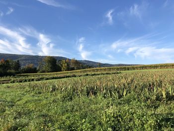 Scenic view of agricultural field against sky