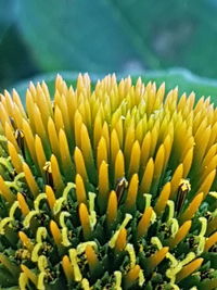 Close-up of yellow flowering plant