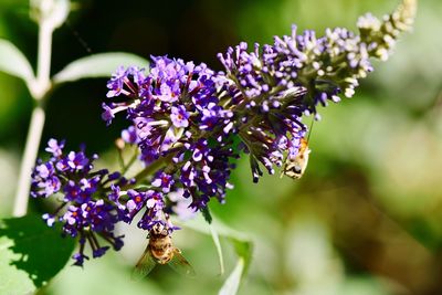 Close-up of insect on purple flowers