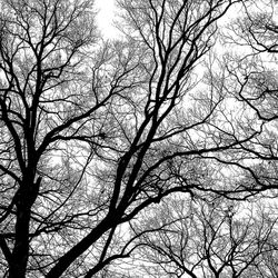 Low angle view of silhouette bare trees against sky