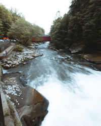 Scenic view of river stream amidst trees