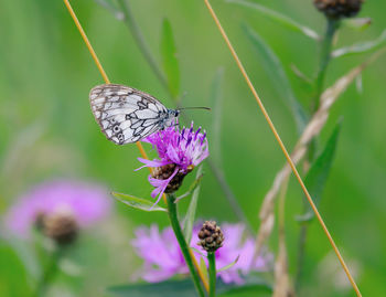Close-up of butterfly pollinating on purple flower