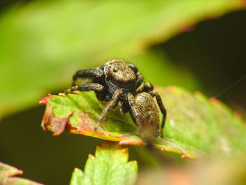 Close-up of insect on leaf