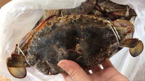 Close-up of hand holding crabs