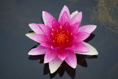 Close-up of pink water lily in lake