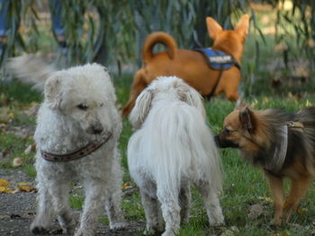 View of two dogs on field