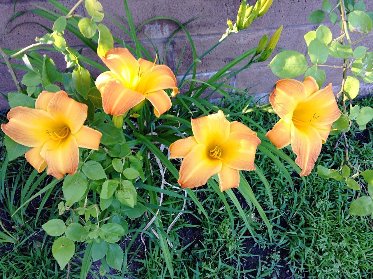 YELLOW FLOWERS BLOOMING ON FIELD