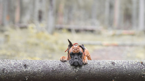 A dog in the forest on a fallen tree, horizontal image