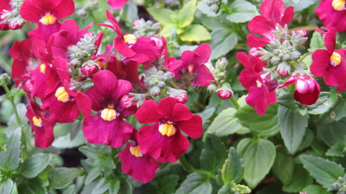 Close-up of red flowers blooming outdoors