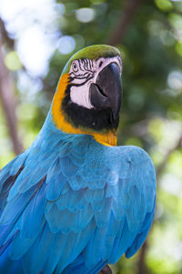 Close-up of a parrot