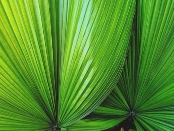 Fresh green palm leaf background.