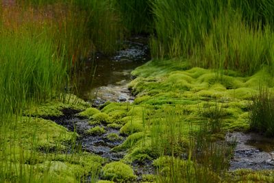 Stream flowing through rocks