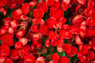 Full frame shot of red flowering plants